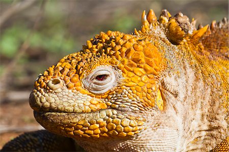 simsearch:841-06445371,k - Iguane terrestre de Galapagos, (Conolophus subcristatus), île de Santa Cruz, aux îles Galapagos, l'UNESCO World Heritge Site, Equateur, Amérique du Sud Photographie de stock - Rights-Managed, Code: 841-06445342