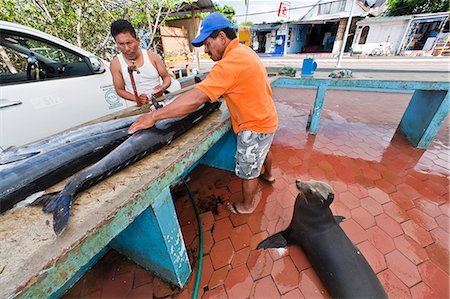 Marché aux poissons locaux, Puerto Ayora, Santa Cruz Island, archipel des îles Galapagos, Equateur, Amérique du Sud Photographie de stock - Rights-Managed, Code: 841-06445351