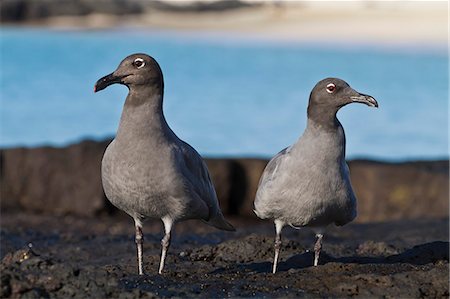 simsearch:841-06445337,k - Lava gulls (leucophaeus fuliginosus), Cerro Brujo, San Cristobal Island, Galapagos Islands, UNESCO World Heritage Site, Ecuador, South America Stock Photo - Rights-Managed, Code: 841-06445370