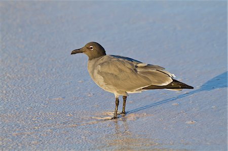 simsearch:841-06445337,k - Lava gull (leucophaeus fuliginosus), Cerro Brujo, San Cristobal Island, Galapagos Islands, UNESCO World Heritage Site, Ecuador, South America Stock Photo - Rights-Managed, Code: 841-06445372