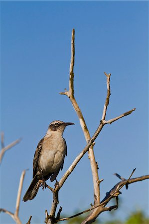 simsearch:841-06445379,k - Galapagos mockingbird (Mimus parvulus), Genovesa Island, Galapagos Islands, UNESCO World Heritage Site, Ecuador, South America Foto de stock - Con derechos protegidos, Código: 841-06445373