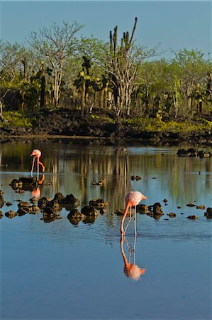 Greater flamingo (Phoenicopterus ruber), Cerro Dragon, Santa Cruz Island, Galapagos Islands, UNESCO World Heritage Site, Ecuador, South America Stock Photo - Rights-Managed, Code: 841-06445383