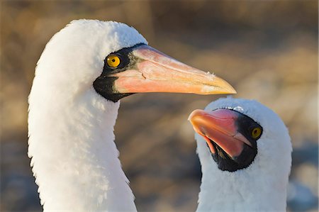 Fou de Nazca (Sula grantii), Punta Suarez, île de Santiago, aux îles Galapagos, patrimoine mondial de l'UNESCO, Equateur, Amérique du Sud Photographie de stock - Rights-Managed, Code: 841-06445392