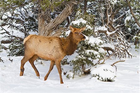 elk on snow - Elk, Cervus canadensis, wapiti, South Rim, Grand Canyon National Park, UNESCO World Heritage Site, Arizona, United States of America, North America Stock Photo - Rights-Managed, Code: 841-06445424