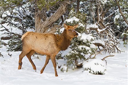 simsearch:841-06445428,k - Elk, Cervus canadensis, wapiti, South Rim, Grand Canyon National Park, UNESCO World Heritage Site, Arizona, United States of America, North America Foto de stock - Con derechos protegidos, Código: 841-06445424