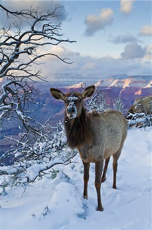 Elk (Cervus canadensis) (wapiti), South Rim, Grand Canyon National Park, UNESCO World Heritage Site, Arizona, United States of America, North America Stock Photo - Rights-Managed, Code: 841-06445427