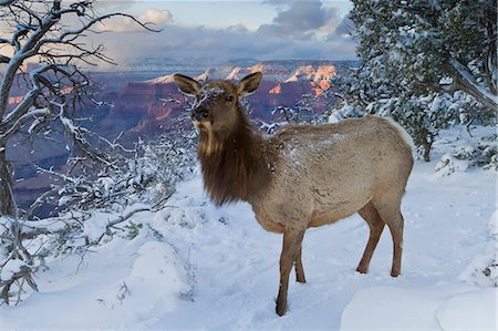 elk on snow - Elk (Cervus canadensis) (wapiti), South Rim, Grand Canyon National Park, UNESCO World Heritage Site, Arizona, United States of America, North America Stock Photo - Rights-Managed, Code: 841-06445428