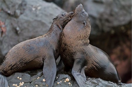 Galapagos fur seals (Arctocephalus galapagoensi), Isabela Island, Galapagos Islands, UNESCO World Heritage Site, Ecuador, South America Stock Photo - Rights-Managed, Code: 841-06445429