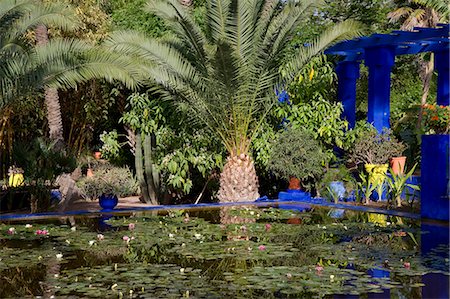 Tropical palms surrounding an ornamental pond containing water lilies at the Majorelle Garden in Marrakech, Morocco, North Africa, Africa Foto de stock - Con derechos protegidos, Código: 841-06445514