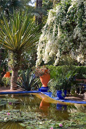 White bougainvillea cascading over an ornamental pond containing water lilies at the Majorelle Garden in Marrakech, Morocco, North Africa, Africa Stock Photo - Rights-Managed, Code: 841-06445515