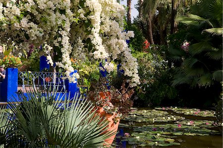 White bougainvillea cascading over an ornamental pond with water lilies at the Majorelle Garden in Marrakech, Morocco, North Africa, Africa Stock Photo - Rights-Managed, Code: 841-06445518