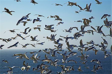 flock of birds in a clear sky - Herring gulls, England, United Kingdom, Europe Stock Photo - Rights-Managed, Code: 841-06445751