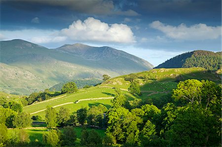 Matterdale häufig, in der Nähe von Dale Bottom, Lake District-Nationalpark, Cumbria, England, Vereinigtes Königreich, Europa Stockbilder - Lizenzpflichtiges, Bildnummer: 841-06445764