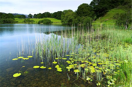 Loughrigg Tarn, Parc National de Lake District, Cumbria, Angleterre, Royaume-Uni, Europe Photographie de stock - Rights-Managed, Code: 841-06445797