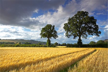 farm with corn crops - Cornfields, Exe Valley, Devon, England, United Kingdom, Europe Stock Photo - Rights-Managed, Code: 841-06445817