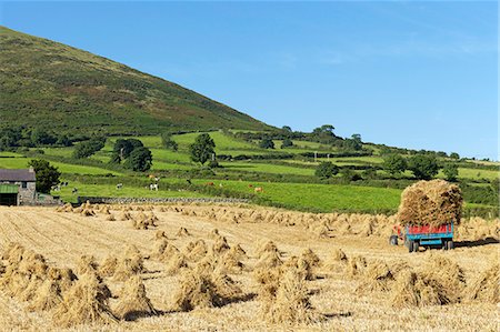 field of oats - Oat stooks, Knockshee, Mourne Mountains, County Down, Ulster, Northern Ireland, United Kingdom, Europe Stock Photo - Rights-Managed, Code: 841-06445832