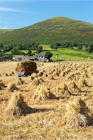 simsearch:832-03358707,k - Oat stooks, Knockshee, Mourne Mountains, County Down, Ulster, Northern Ireland, United Kingdom, Europe Fotografie stock - Rights-Managed, Codice: 841-06445833