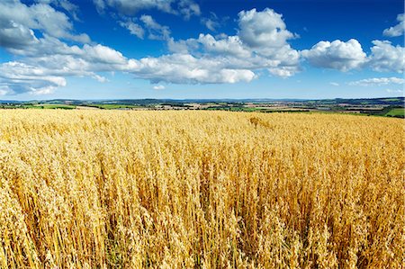 Oat Field, Thorverton, Devon, England, United Kingdom, Europe Stock Photo - Rights-Managed, Code: 841-06445844