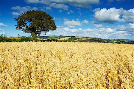 Champ d'avoine, Thorverton, Devon, Angleterre, Royaume-Uni, Europe Photographie de stock - Rights-Managed, Code: 841-06445846