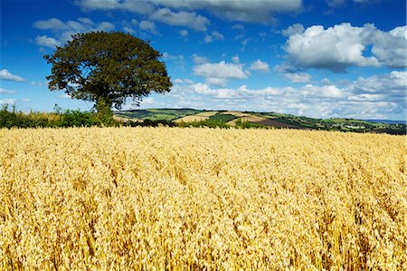 Oat Field, Thorverton, Devon, England, United Kingdom, Europe Fotografie stock - Rights-Managed, Codice: 841-06445846