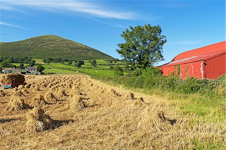 Oat stooks, Knockshee, Mourne Mountains, County Down, Ulster, Northern Ireland, United Kingdom, Europe Stock Photo - Rights-Managed, Code: 841-06445842