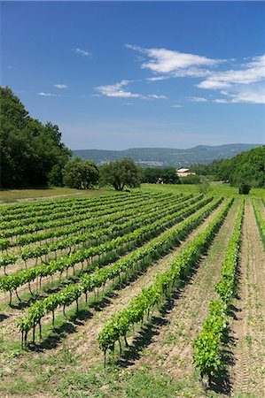 Vineyard, Petit Luberon, Provence, France, Europe Foto de stock - Con derechos protegidos, Código: 841-06445865