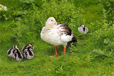 Andean Goose (Chloephaga melanoptera), family Anatidae, in the shelduck subfamily Tadorninae, resident in the High Andes, South America, in captivity in the United Kingdom, Europe Foto de stock - Con derechos protegidos, Código: 841-06445897