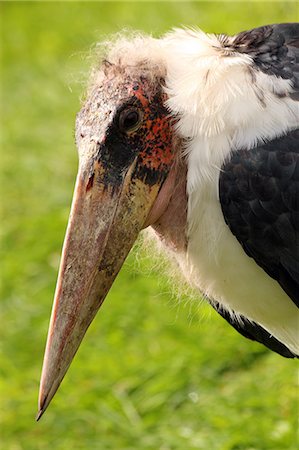 Marabou Stork (Leptoptilos crumeniferus) is a large wading bird in the stork family Ciconiidae, breeds in Africa, in captivity in the United Kingdom, Europe Stock Photo - Rights-Managed, Code: 841-06445904