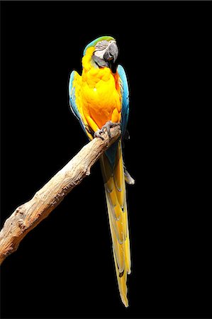 perching bird - Blue and yellow macaw (blue and gold macaw) (Ara ararauna) in captivity, United Kingdom, Europe Foto de stock - Con derechos protegidos, Código: 841-06445908