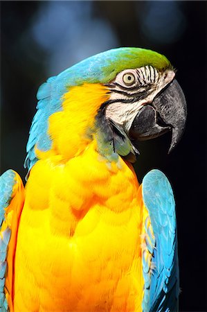 Blue and yellow macaw (blue and gold macaw) (Ara ararauna) in captivity, United Kingdom, Europe Foto de stock - Con derechos protegidos, Código: 841-06445909