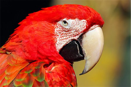 Red-and-green macaw (Ara chloropterus), is a large macaw of the Ara genus, in captivity in the United Kingdom, Europe Stock Photo - Rights-Managed, Code: 841-06445914