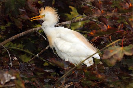 Cattle egret (Bubulcus ibis) is a cosmopolitan species of heron (family Ardeidae), United Kingdom, Europe Foto de stock - Con derechos protegidos, Código: 841-06445915