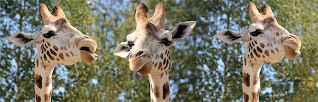 panoramic - Species of giraffe has nine subspecies, in captivity, United Kingdom, Europe Foto de stock - Con derechos protegidos, Código: 841-06445916