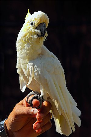 Yellow-crested cockatoo (Cacatua sulphurea), a medium-sized cockatoo with white plumage and a retractile yellow crest, in captivity in the United Kingdom, Europe Foto de stock - Con derechos protegidos, Código: 841-06445913