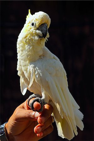 Yellow-crested cockatoo (Cacatua sulphurea), a medium-sized cockatoo with white plumage and a retractile yellow crest, in captivity in the United Kingdom, Europe Stock Photo - Rights-Managed, Code: 841-06445913