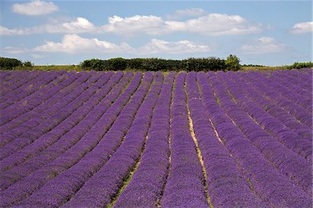 fields of lavender - Lavender field, Lordington Lavender Farm, Lordington, West Sussex, England, United Kingdom, Europe Foto de stock - Con derechos protegidos, Código: 841-06446007