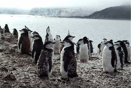 pingüim-antártico - Chinstrap penguins on the shore, Hannah Point, Antarctica, Polar Regions Foto de stock - Direito Controlado, Número: 841-06446054