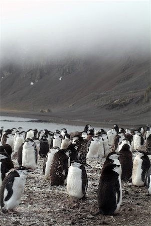 pingüim-antártico - Chinstrap penguins on the shore, Hannah Point, Antarctica, Polar Regions Foto de stock - Direito Controlado, Número: 841-06446055