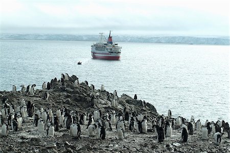 simsearch:841-08101679,k - Chinstrap penguins on the shore with cruise ship and Zodiac in the background, Hannah Point, Anarctica, Polar Regions Foto de stock - Con derechos protegidos, Código: 841-06446056