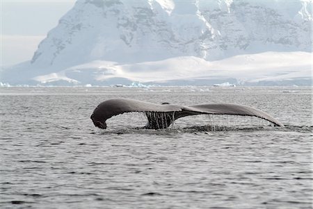 simsearch:841-08101683,k - Humpback whale rising out of the sea, Antarctica, Polar Regions Stock Photo - Rights-Managed, Code: 841-06446057