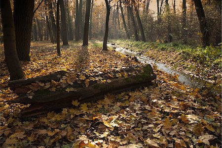 simsearch:841-06031550,k - Autumn leaves in forest along Cervenomlynsky Creek, village of Miskovice, Prague, Czech Republic, Europe Foto de stock - Con derechos protegidos, Código: 841-06446103