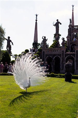 piedmont - Peacock in the Borromeo's gardens at the Isola Bella, Stresa, Lake Maggiore, Piedmont, Italian Lakes, Italy, Europe Foto de stock - Con derechos protegidos, Código: 841-06446125