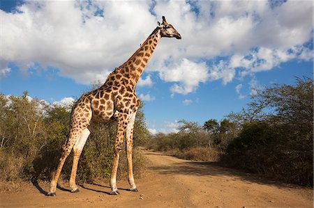 Giraffe (Giraffa camelopardalis), Imfolozi reserve, KwaZulu-Natal, South Africa, Africa Foto de stock - Con derechos protegidos, Código: 841-06446134