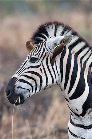 Zèbres (Equus burchelli) avec redbilled boeufs (Buphagus erythrorhynchus), Imfolozi game reserve, KwaZulu-Natal, Afrique du Sud, Afrique Photographie de stock - Rights-Managed, Code: 841-06446137