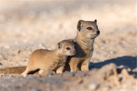 Yellow mongoose (Cynictis penicillata) with young, Kgalagadi Transfrontier Park, South Africa, Africa Stock Photo - Rights-Managed, Code: 841-06446139