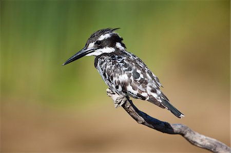 simsearch:6102-03905015,k - Pied kingfisher (Ceryle rudis), Intaka Island, Cape Town, South Africa, Africa Foto de stock - Con derechos protegidos, Código: 841-06446132