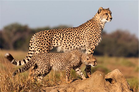 Guépard avec ourson (Acinonyx jubatus), Phinda private game reserve, Kwazulu Natal, Afrique du Sud, Afrique Photographie de stock - Rights-Managed, Code: 841-06446146