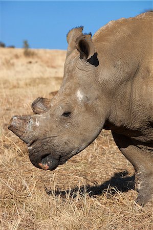 Dehorned white Rhino (Ceratotherium Simum) auf Nashorn Farm, Klerksdorp, North West Province, Südafrika, Afrika Stockbilder - Lizenzpflichtiges, Bildnummer: 841-06446148