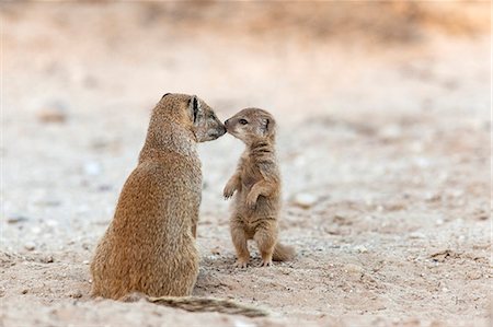 Yellow mongoose (Cynictis penicillata) with young, Kgalagadi Transfrontier Park, South Africa, Africa Foto de stock - Con derechos protegidos, Código: 841-06446140