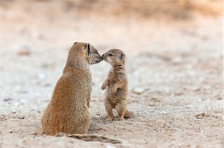 Yellow mongoose (Cynictis penicillata) with young, Kgalagadi Transfrontier Park, South Africa, Africa Stock Photo - Rights-Managed, Code: 841-06446140